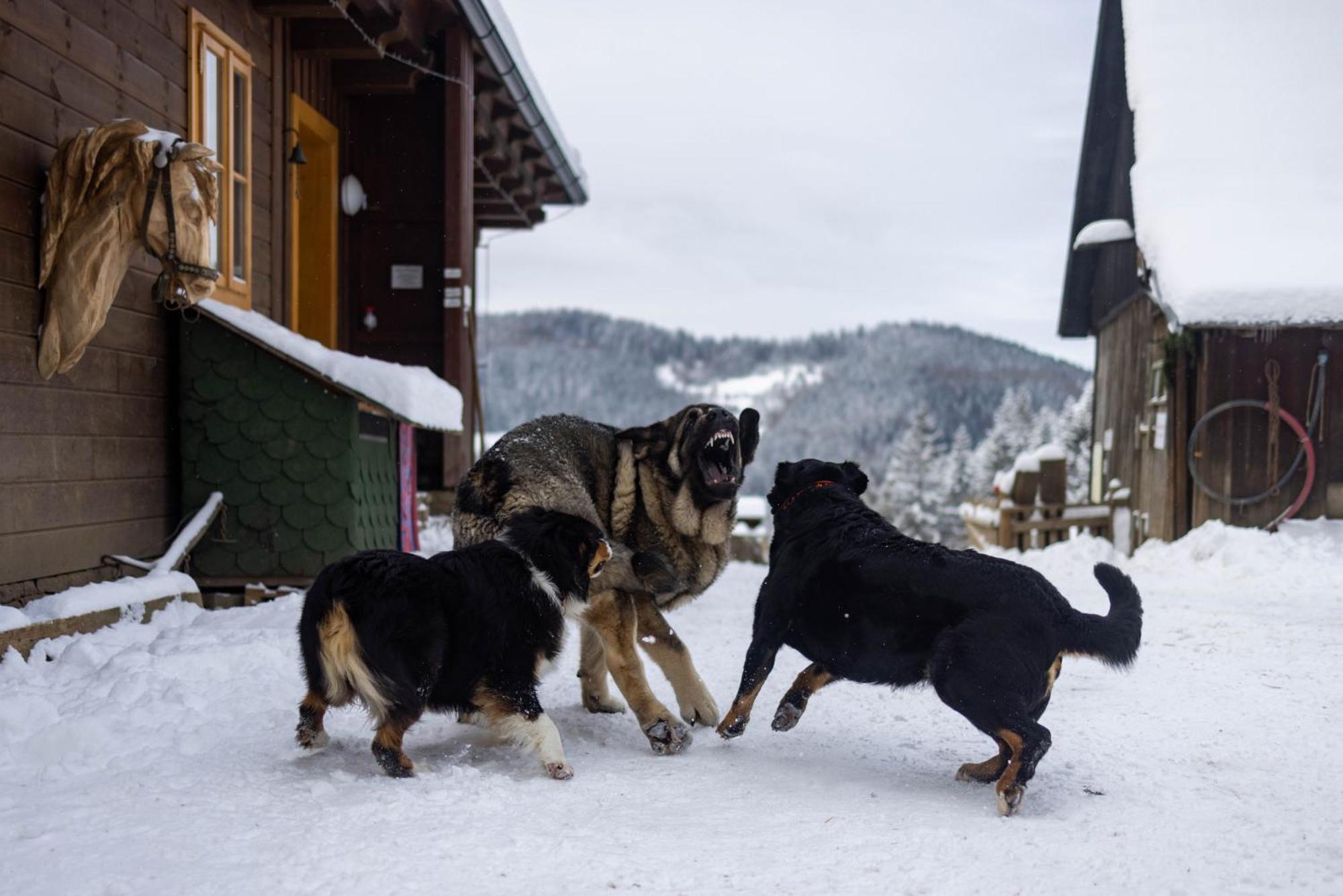 Statek U Rajmunda Zemedelska Farma Villa Velke Karlovice Luaran gambar