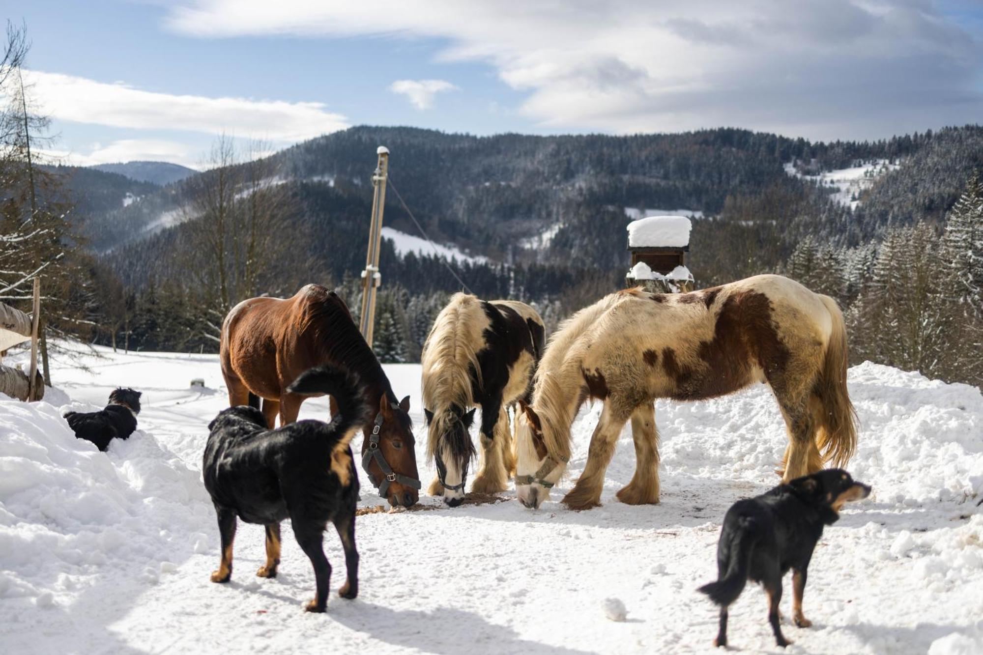 Statek U Rajmunda Zemedelska Farma Villa Velke Karlovice Luaran gambar