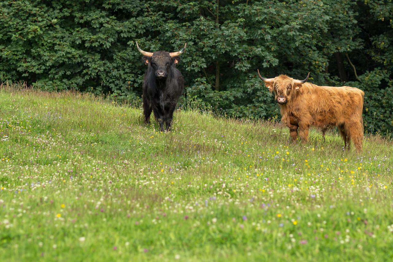 Statek U Rajmunda Zemedelska Farma Villa Velke Karlovice Luaran gambar