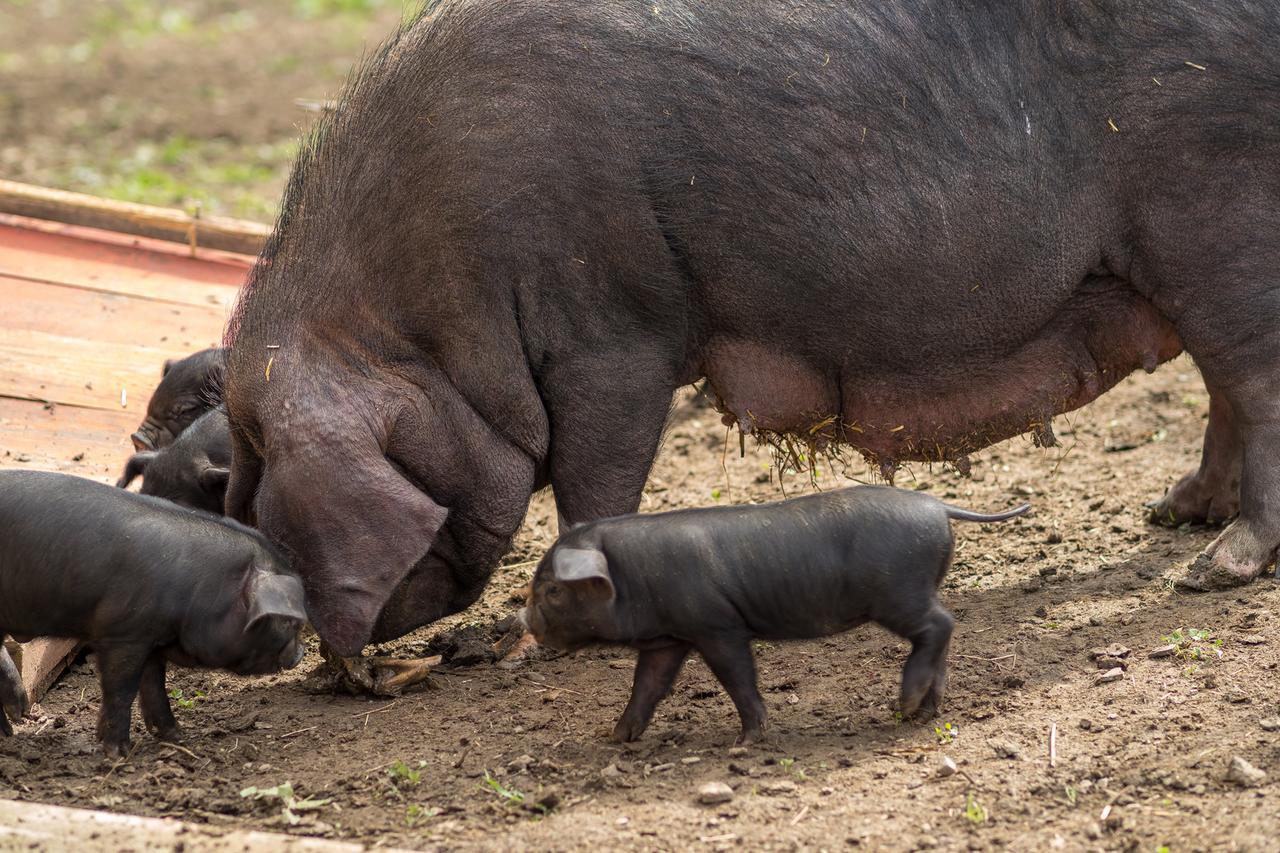 Statek U Rajmunda Zemedelska Farma Villa Velke Karlovice Luaran gambar