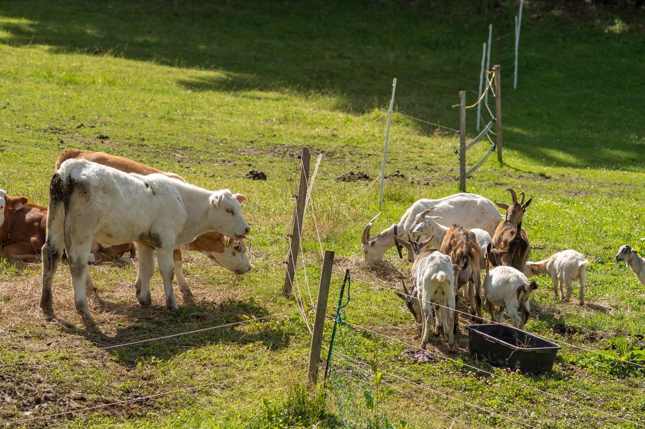 Statek U Rajmunda Zemedelska Farma Villa Velke Karlovice Luaran gambar