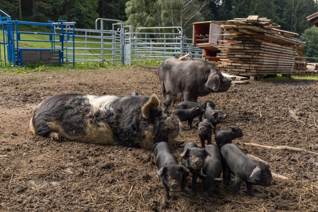 Statek U Rajmunda Zemedelska Farma Villa Velke Karlovice Luaran gambar