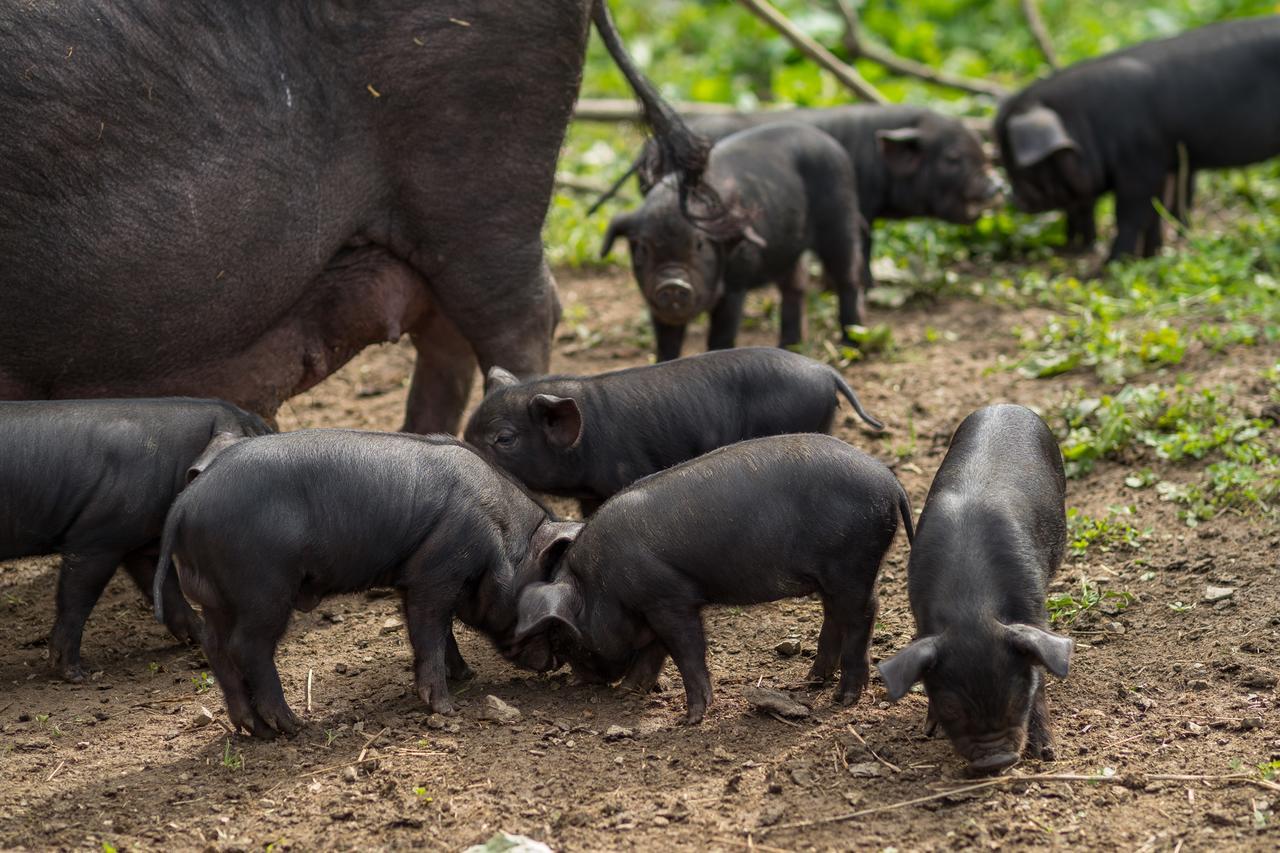 Statek U Rajmunda Zemedelska Farma Villa Velke Karlovice Luaran gambar