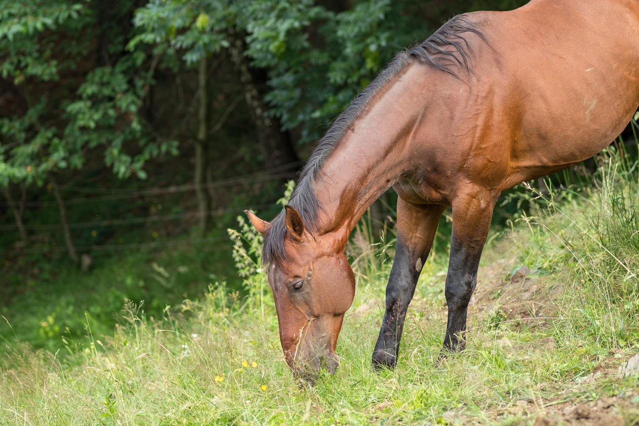 Statek U Rajmunda Zemedelska Farma Villa Velke Karlovice Luaran gambar