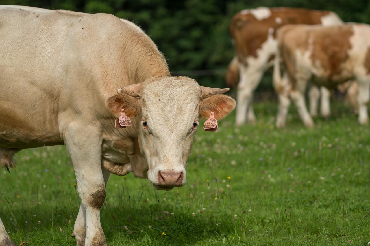 Statek U Rajmunda Zemedelska Farma Villa Velke Karlovice Luaran gambar